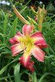 IMG_4346 (Large)